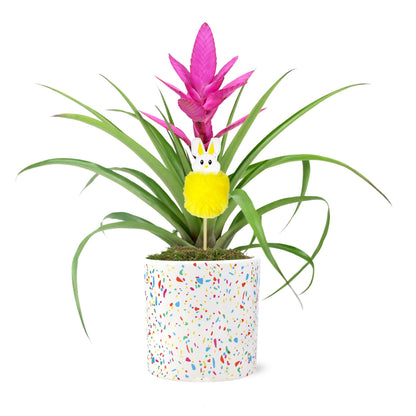 Green Circle Growers Pink Antonio Bromeliad in a 5" Terrazo Pot with Bunny Pick, Live Indoor Plants, House Plant
