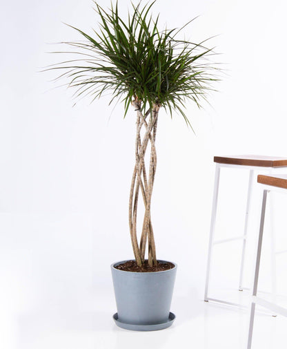 RedCrocus - RedCrocus Dragon Tree Dracaena marginata - Indoor & Outdoor Living Plant, Low Maintenance, Stylish Foliage, Pet Safety Warning 10" Pot