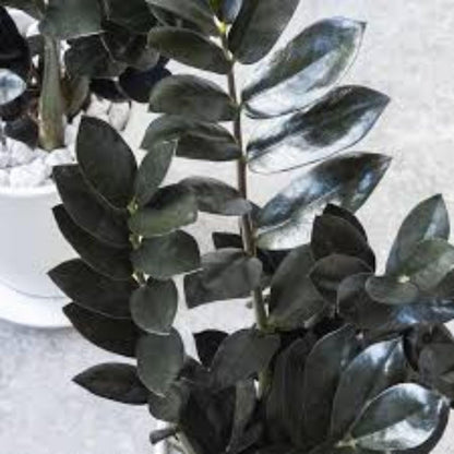 Live Black ZZ Plants, Black ZZ Plant Live Houseplants for Planting Indoor 3 Inch Pot