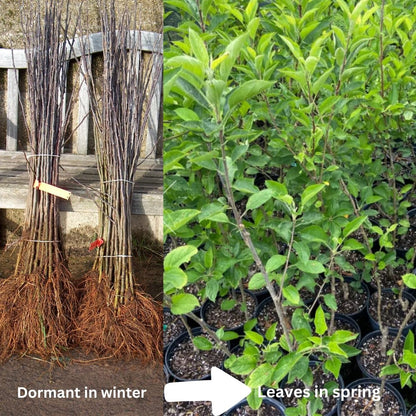 Black Apple Tree Live Plant, Sweet Apple Plant Live for Planting 18-24 Inch Tall, Bareroot, Live Apple Tree Plant, Black Apple Fruit Tree Ready to Grow Your Garden