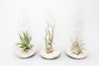 Air Plant Shop Hanging Light Bulb Terrarium with Crushed White Stones and Tillandsia Air Plant -Wholesale and Bulk- Succulents- Live Tillandsia - Easy Care Indoor and Outdoor House Plants (Pack of 1)