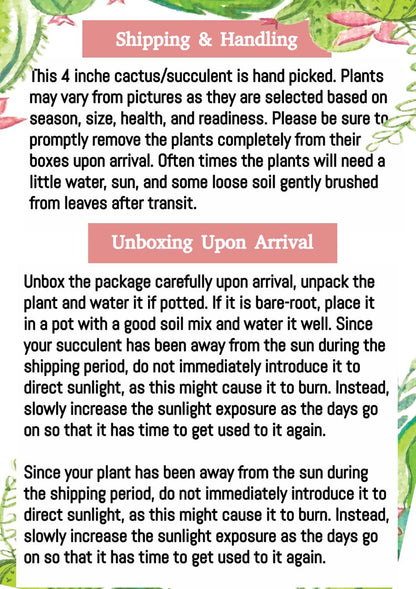 4" Live Plant Cactus Succulent-Haworthia Zebra, Gasteria Hybrid Plant-Fully Rooted, Drought Tolerate, Easy to Grow Indoor/Outdoor.
