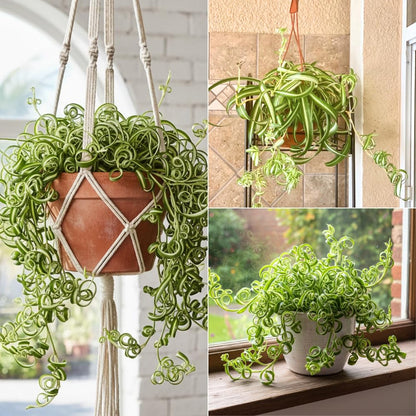 Curly Spider Plant, Spider Plant Live Houseplant, Well Rooted in 2 Inc Pot, 3-5 Inc Tall, Variegated Foliage, Easy Care Houseplant for Home and Office Decoration
