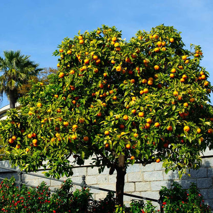 Brighter Blooms - Cara Cara Orange Tree, 2-3 ft. - No Shipping to AK, AL, AZ, CA, FL, GA, HI, LA, MS, OR, TX