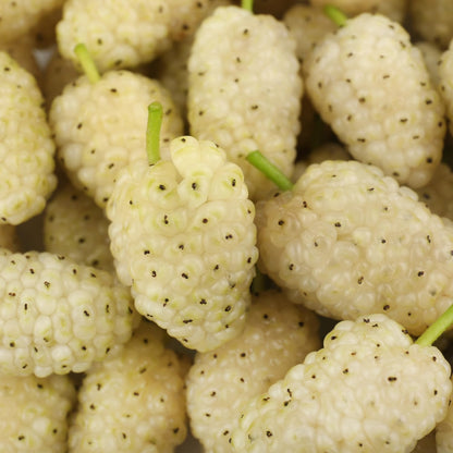 White Mulberry Plant - 10-18" Tall Live Plant - Sweet Mulberry Fruit Tree for Planting - Edible Berries Seedling - Murus Alba