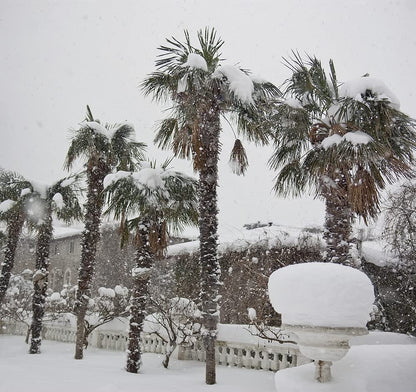 Cold Hardy Palm Tree Seeds - 6 Seeds - Trachycarpus fortunei