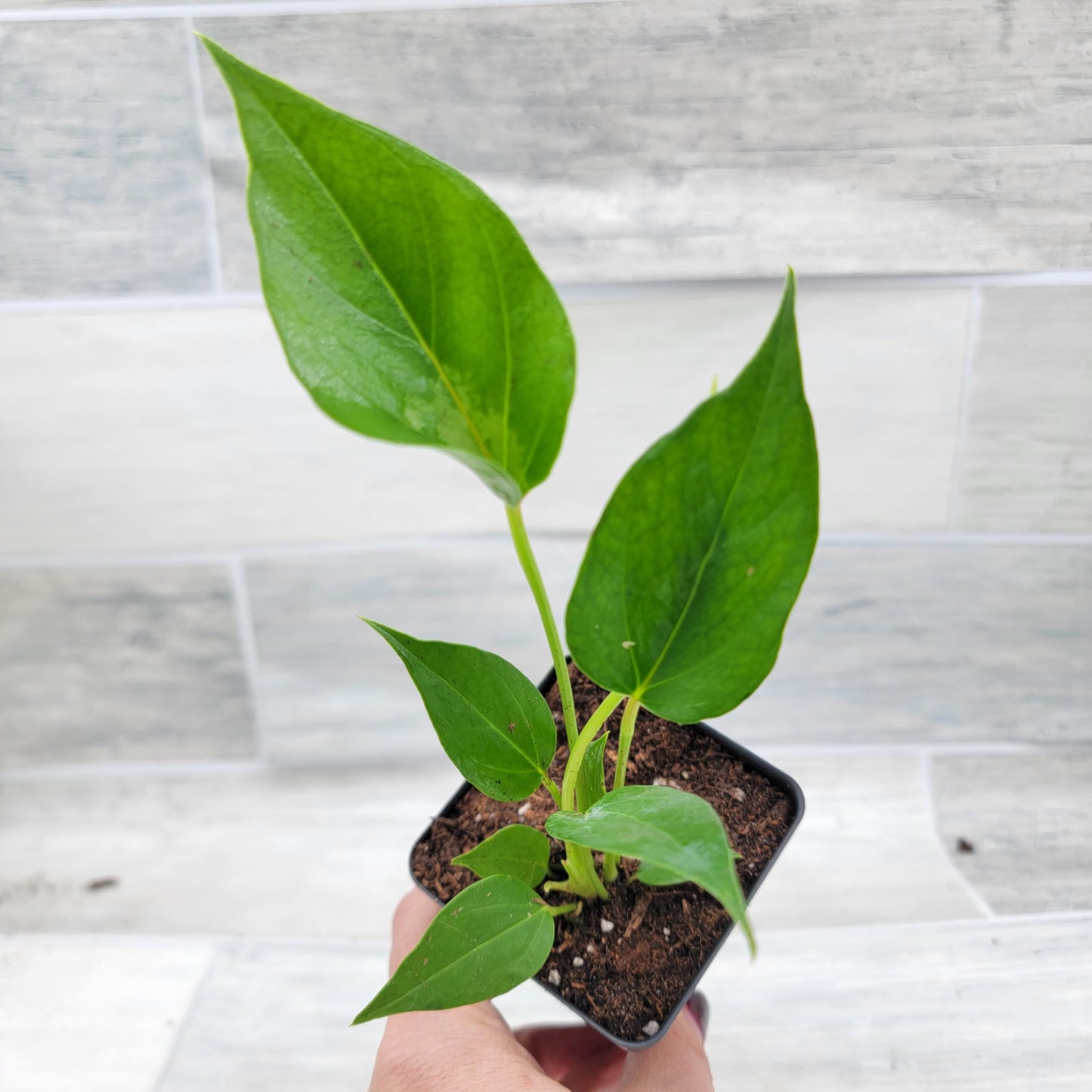 Rare Anthurium Pink Live Plant in 4-Inch Pot - Anthurium Flamingo Flower Plant - Exotic Flamingo Plant for Home or Office by 3exoticgreen