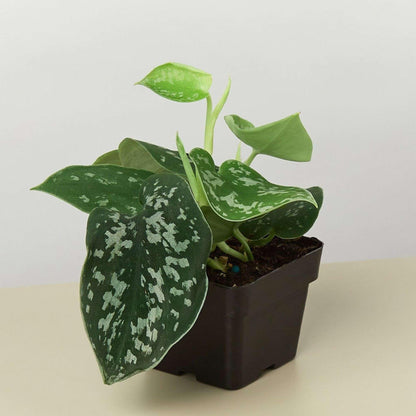 Pothos Satin Live Plant for Indoor | Different Houseplants in 4'' & 6'' Pot | Real House Plant for Living Room, Office, Desk & Bathroom | Silver Vine | Scindapsus Ictus Argyraeus