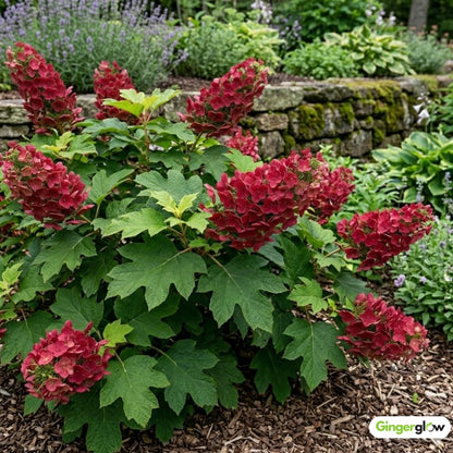 2 Ruby Slipper Oakleaf Hydrangea Live Plants Shrubs, 6-10" Tall - Quart Pot, Hardy Hydrangea Bushes Ready to Plant, Color-Changing Blooms Flowering Shrub for Garden & Landscape