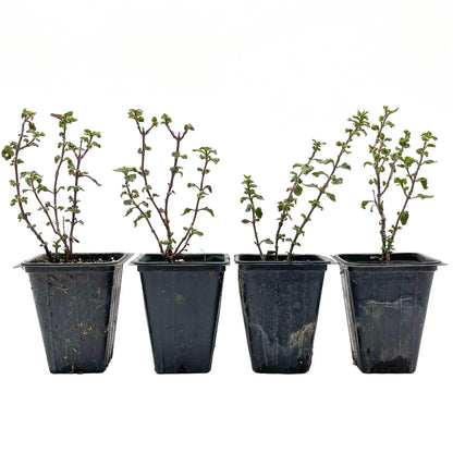 4 Wall Germander – Compact Evergreen Groundcover Shrub with Glossy Aromatic Foliage & Purple Summer Flowers (Teucrium chamaedrys) in 3.5″ Cubes, Live Plants