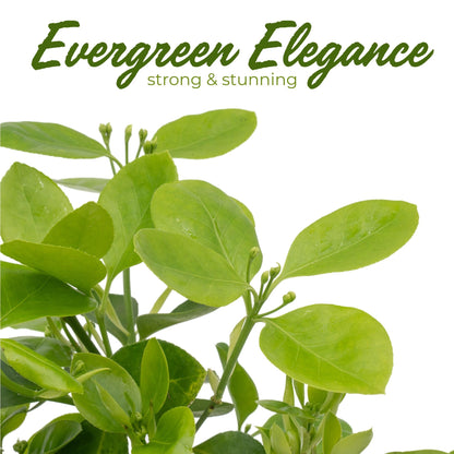 6 Live Manhattan Euonymus Plants (Euonymus Kiautschovicus ‘Manhattan’) – Evergreen Shrub for Hedges, Thriving in 2.5” Nursery Cubes