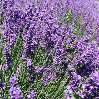 French Lavender Live Plant in Quart Pot, Lavender Herb Plants, Fragrant Hardy Herb for Indoor or Outdoor Planting