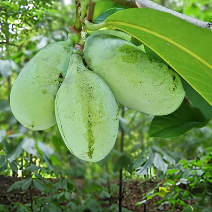 2 Paw Paw Trees Plants, Live Pawpaw Tree Plant - Banana Fruit - Asimina Triloba - Pawpaw Plants- 3.25" Pot