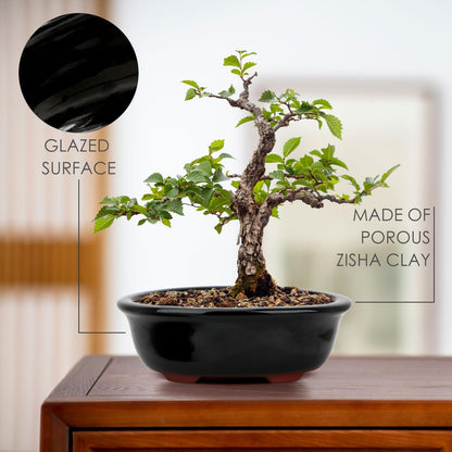 Set of 2 Zisha Ceramic Bonsai Pot, Glazed Shallow Succulent Planter Black