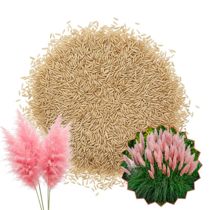 Set 100+ Pink Pampas Grass Seeds for Planting, Pampas Grass, Ornamental Grass for Garden Decor, Landscape
