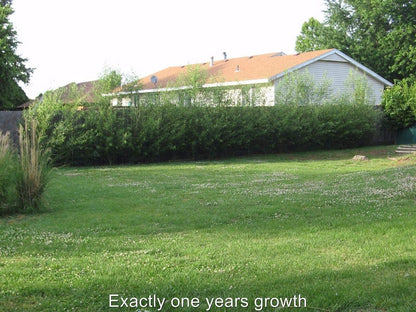 Dozen Hybrid Willow Trees, Fastest Growing Shade or Privacy Tree - Austree Hybrid Willow Tree - 12 Live Trees