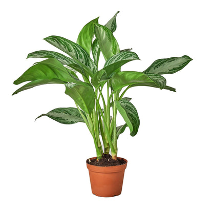7 Pack Chinese Evergreen 'Silver Bay' in 6in Pot - Live Plants Tropical Houseplants | Variegated | USA Growers | The Snobby Leaf
