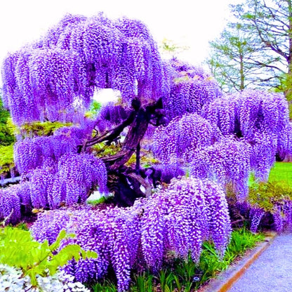 Purple Wisteria Tree Live Plant, Purple Wisteria Plant Live 6-12 Inc Height, in Pot, Wisteria Vine Live Plant, Fragrant Flowers