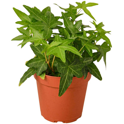 English Ivy Green Live Plant for Indoor | Different Houseplants in 4'' & 6'' Pot | Real House Plant for Living Room, Office, Desk & Bathroom | Hedera Helix Green California