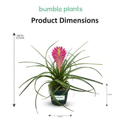 Bumble Plants Tillandsia Cyanea 'Pink Quill' Bromeliad Live Plants [Winter Thermal Packaging Included] | Vibrant Indoor Air Plant with Long-Lasting Pink Bracts& Purple-Blue Blooms, Pet-Friendly