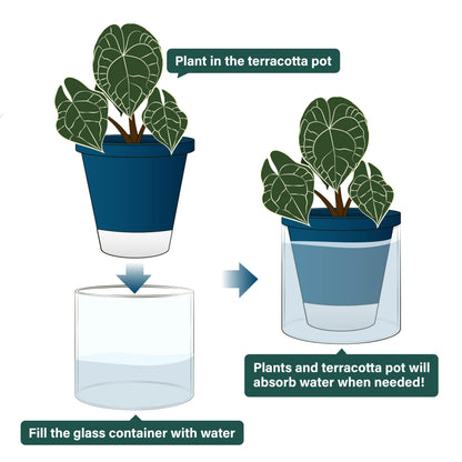 D'vine Dev 6 Inch Design Self Watering Planter for Indoor Plants, Blue Terracotta Pot with Cylinder Glass Cup, Set of 2, 37-Y-B-4