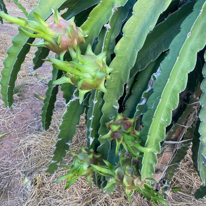 4" Red Dragon Fruit Live Plant, Tropical Dragon Fruit Live Plant in Pot, Tropical Tree for Planting Garden