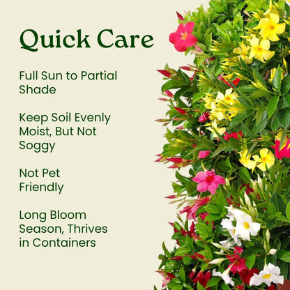 Coral Dipladenia Bush - 14 inch Overall Height, 1 Gallon - Live Flower Plant - Tropical Plants of Florida
