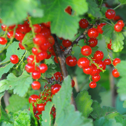 Live Currant Bush Plant Fast Growing, Ready Bear Fruit Within 1 Year - No NC, WV, NH, 6-14" Tall, Great for Backyard or Orchard Growing, Currant Plant (Red)