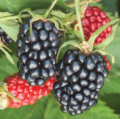 Arapaho BlackBerry Plants - Pack of 2 (Two) - Rare Thornless Black Berry Plants for Planting - 4-6 inch Starter Plants - Fruit Tree Live Plant