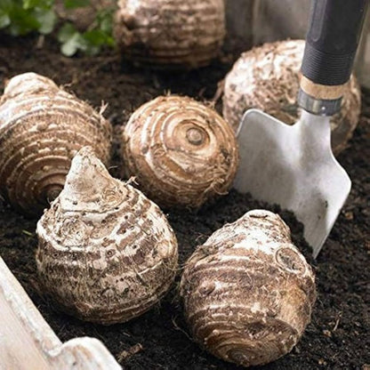 JYGXCT Elephant Ear Bulbs, Tropical Plant Tubers for Outdoor Garden Planting-4 BULBS-H