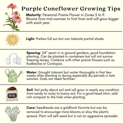 Clovers Garden Purple Coneflower (Echinacea Purpurea) Plants – Two (2) Live Plants – Non-GMO - Not Seeds - Each 4" to 8" Tall – in 4" Inch Pots – Hardy Flowering Perennial, Pollinator Favorite