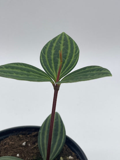 BubbleBlooms Peperomia Puteolata in a 4 inch Pot Stilt Parallel Peperomia