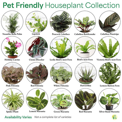 Thorsen's Greenhouse Live Pet Safe Houseplants (4 Pack), Easy to Grow, Pet Friendly & Non-Toxic, Grower's Choice Bundle, 4-inch Diameter Established Plants, Nursery Pot (4-Pack)