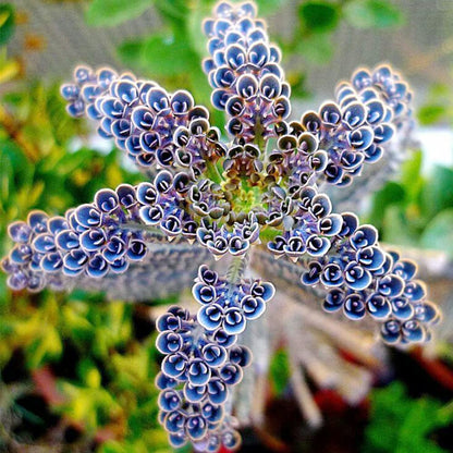 QAUZUY GARDEN 25 Seeds Rare Dark Blue Kalanchoe Flaming Katy Seeds Succulent Flower Seed Striking Tropical Exotic Plant for Garden Home Balcony Office Decor