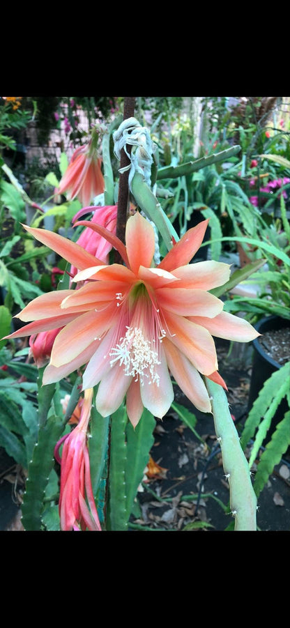 Organically Grown Fresh Stem Cuttings of Epiphyllum Orchid Cactus King Midas - Salmon Colors - Cutting About 8" ~ 10" Long with Printed Instructions