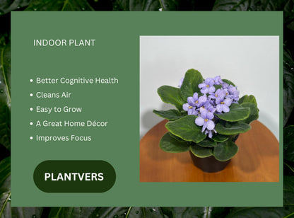 PLANTVERS African Violet Light Purple in 4” Grow Pot - Saintpaulia Ionantha - Light Puple Violets - Indoor Blooming Flower Plant - Flowering Terrarium Plant