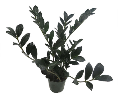 Rare Dwarf Black ZZ Plant - Zamioculcas Zamicro - 4" Pot - Houseplant