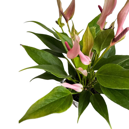Hopewind Plants Shop Anthurium (12"-14" Tall) Unique and Gorgeous Live Indoor Plant, Easy Care and Easy to Grow, Bloom Plant, 4 inch Pot (Lily Pink)