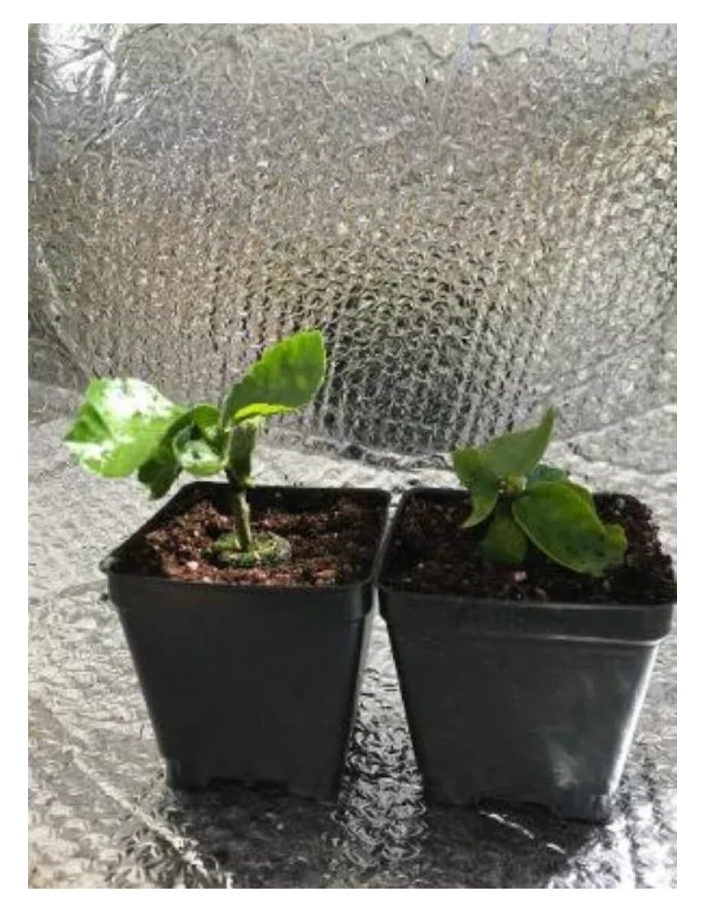 Live Plant - Whipped Cream-Small Rooted Exotic Tropical Hibiscus Starter Plant