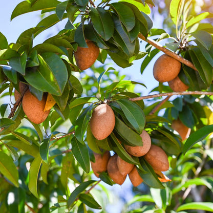 Live Sapodilla Tree, Tropical Sapodilla Fruit Tree, Sweet Fruit, 2–3 Feet Tall, Ready for Planting