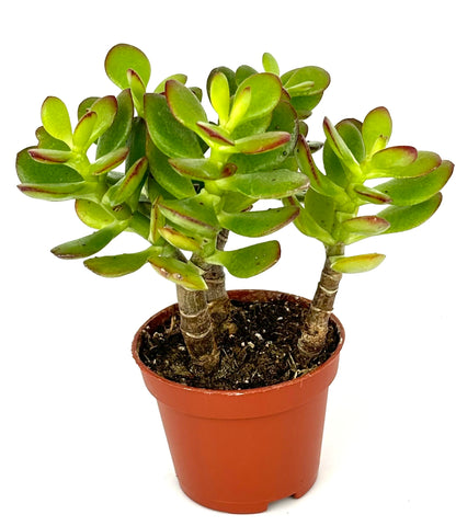 Jade Succulent Plant, Easy Care, Live Plant 2" Pot