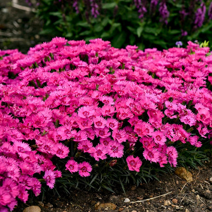Live Plant from Green Promise Farms - Proven Winners, Dianthus Paint The Town Fancy Pinks, Rosy Fuschia Flowers - #1 Gallon Size Container