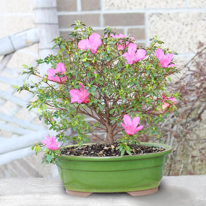 Brussel's Bonsai - Live Satsuki Azalea Flowering Bonsai Tree in Ceramic Bonsai Pot, Outdoor Bonsai Tree Live Plant, 8 Years Old, 10-14 Inches Tall, Easy Care Plant for Patio Garden (Large)