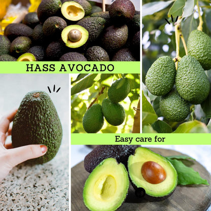 Live HASS Avocado Tree, Avocado Seedlings from 1 to 2 Feet Height, 3 Gal Pot for Edible Gardening, No Shipping to CA