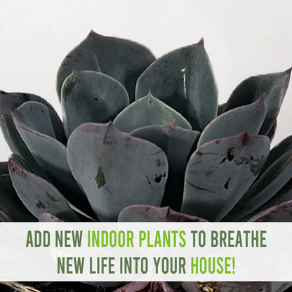 LEAL PLANTS ECUADOR Echeveria Orion (Pack of 2)| Echeveria Succulent Purple Pearl |Natural Décor Plant | Echeveria lilacina x E. pulidonis Evergreen Live Indoor Plant