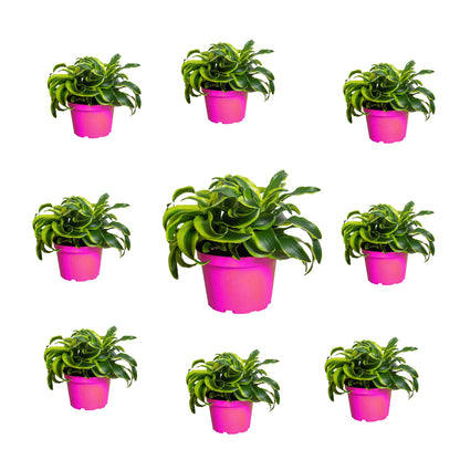 9 Pack Dracaena 'Tornado' in 4in Pot - Live Plants Tropical Houseplants | Variegated | USA Growers | The Snobby Leaf