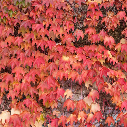 Boston Ivy Plant, Ivy Vine Plants Live Perennial Ground Cover, 2.5 Inc Pot