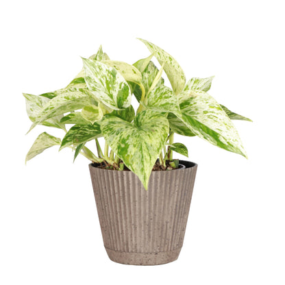 Thorsen's Greenhouse Marble Queen Pothos, Live Indoor Plant, Easy to Grow, Rare Variegated Houseplant, Natural Air Purifier, 4-inch Diameter Pot (Coffee)