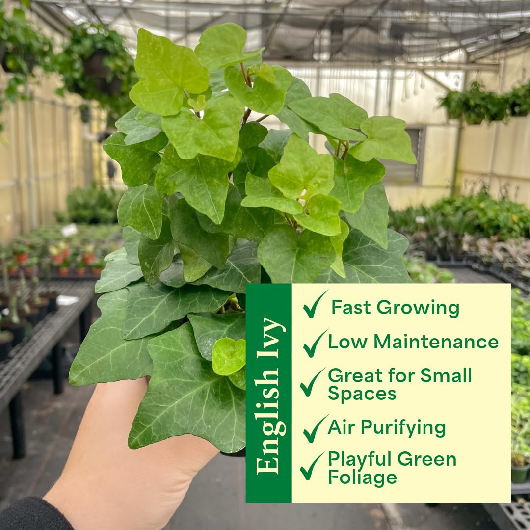 Thorsen's Greenhouse Live Green English Ivy Plant, Hedera Helix, Natural Air Purifier, Easy to Grow, Live Indoor Houseplant, 4" Diameter Pot (Brushed Silver)