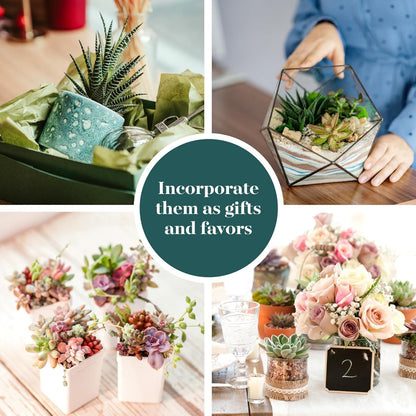 Shop Succulents Spring Beauties Bulk Succulent Plant Pack – Live Mini Succulent Plants, Bright Colorful Mix, Easy Care Houseplants – Gardening, Terrariums, Gifts & Party Favors, 2" Pots